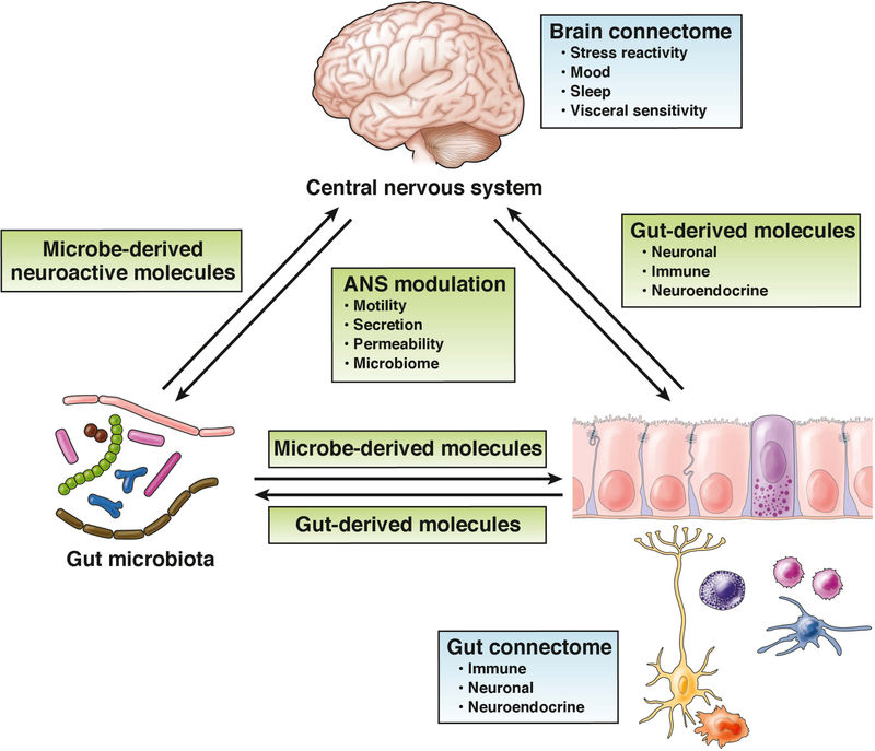 Gut-Brain Axis Essentials Fig 1